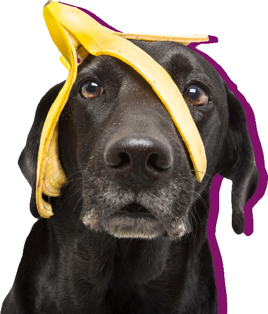 バナナの皮を頭に乗せた犬