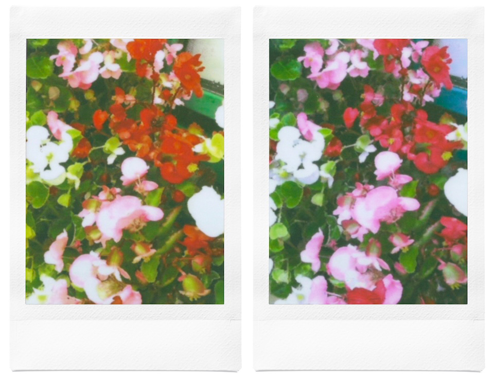 赤、ピンク、白の花を撮影した2枚のチェキプリント