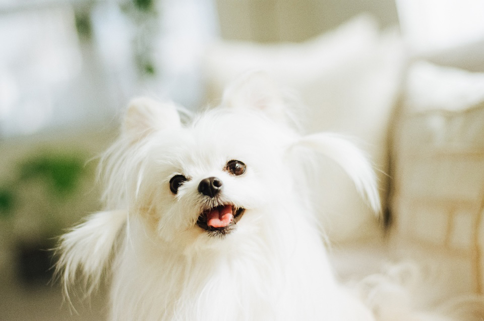 顔の横の毛を結んで愛嬌たっぷりな表情を撮影した写真