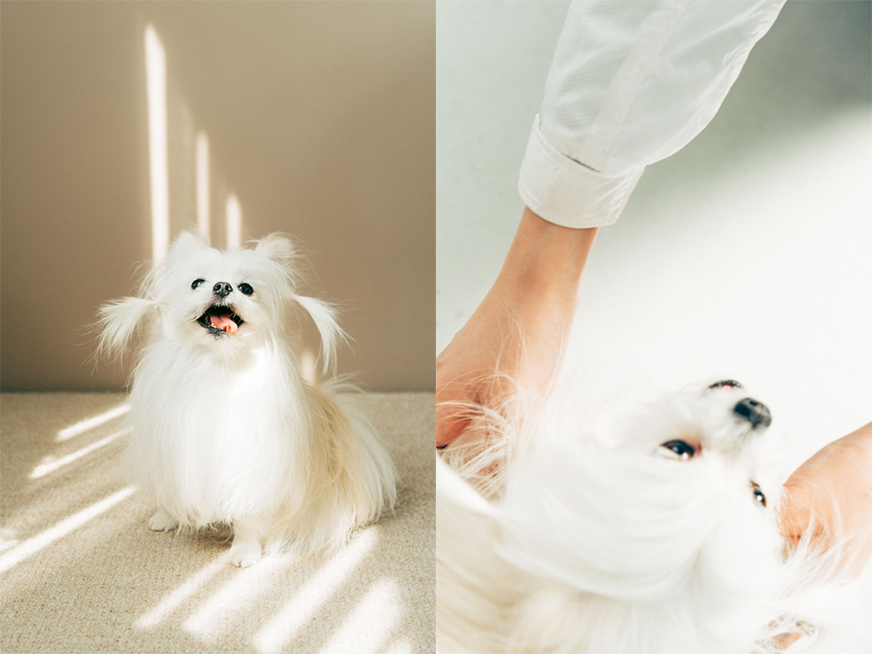 カメラ目線で舌を出している写真と飼い主に触れられて顔を見つめている写真