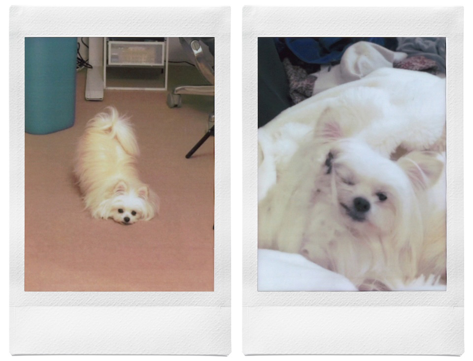 寝そべっている姿と片目をつぶっている姿を撮影したチェキプリント