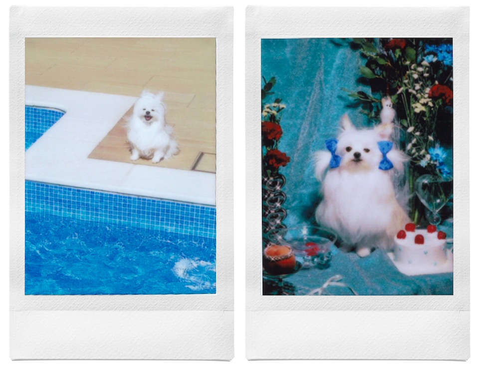 プールの横に座っている姿と青いリボンをつけてケーキの横に座っている姿を撮影したチェキプリント