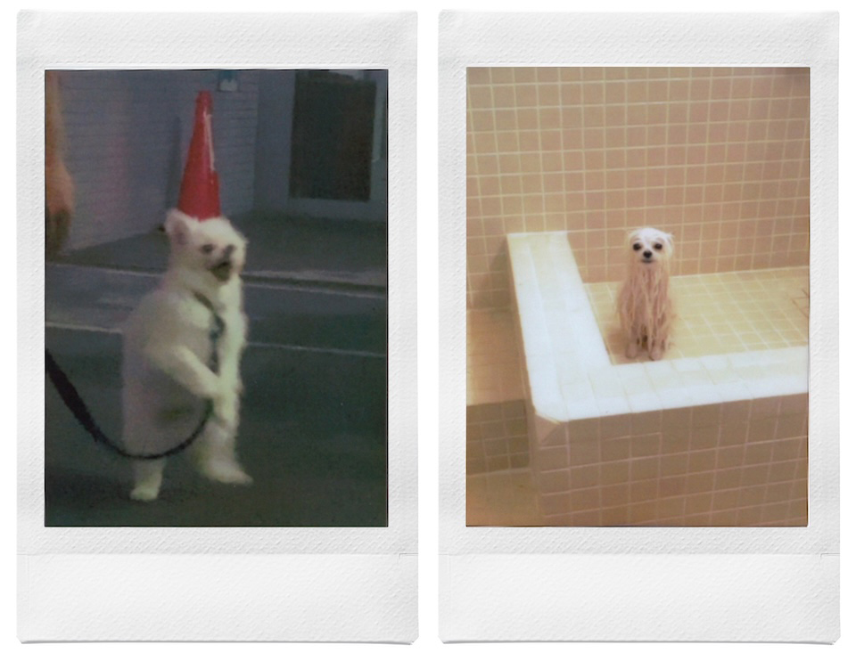 散歩中の姿とお風呂に入って水に濡れている姿を撮影したチェキプリント