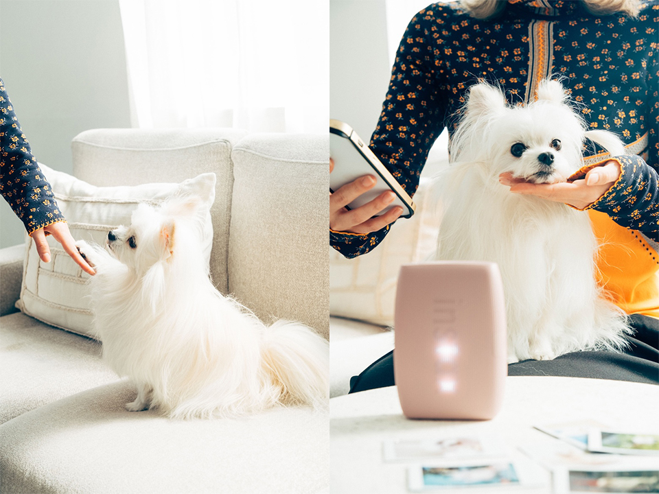 ソファに座ってお手をしている写真と飼い主の膝の上に乗っている写真