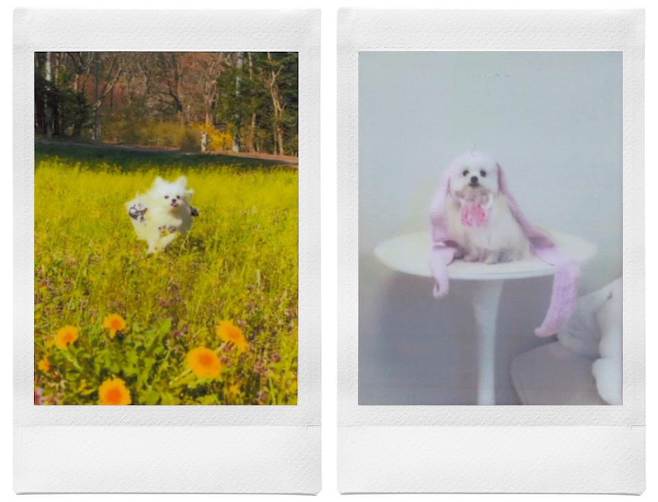 野原を駆け回る姿とウサギ耳を身につけた姿を撮影したチェキプリント