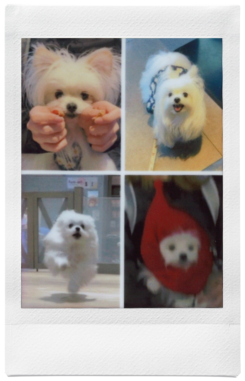 4枚の写真をコラージュしたチェキプリント